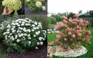 Метельчатые и древовидные гортензии в ландшафтном дизайне.