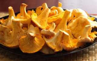 Основные правила заморозки лисичек на зиму, как сделать чтобы они не горчили