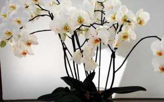 Чем подкармливать орхидею фаленопсис, когда и как правильно вносить удобрения?