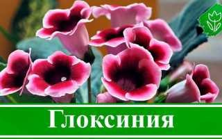 Глоксиния — выращивание и уход в домашних условиях, фото видов и сортов