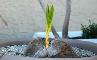 Как вырастить кокос в домашних условиях? Уход за кокосовой пальмой дома