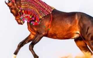 Персидский араб, или асиль (азиль)