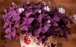 Цветы с красными листьями: фото и названия