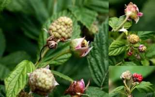 Спасаем посадки малины от малинной стеблевой мухи