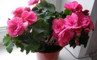 Уход за бегонией после покупки в домашних условиях: размножение и пересадка