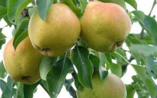 Описание груши сорта Москвичка, агротехника и лучшие опылители