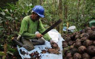 Что такое бразильский орех, на каком дереве растет и как выглядит