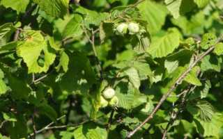 Вредители и болезни лиственных деревьев фото и меры борьбы