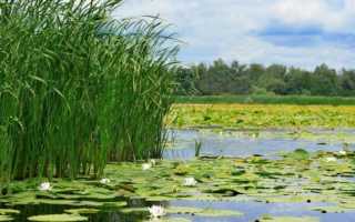 Камыш: описание, выращивание и полезные свойства