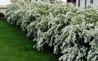 Как сделать живую изгородь из японской спиреи?