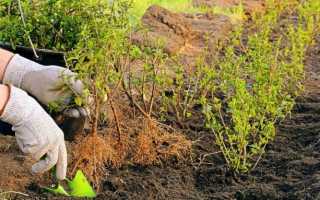 Как выбрать яблоню для посадки: 2 вида саженцев и их характеристики