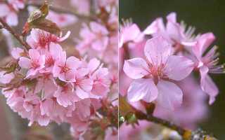 Вишня колоновидная