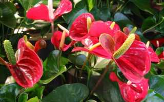 Антуриум размножение листом в домашних условиях