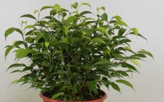 Фикус Бенджамина сбрасывает листья? Причины и способы их устранения