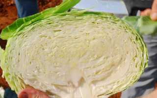 Капуста Циклоп: характеристика сорта, выращивание и уход