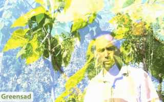 Катальпа прекрасная: фото и описание, выращивание