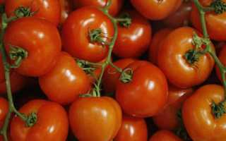 Урожайный томат Марьина роща для выращивания в теплице