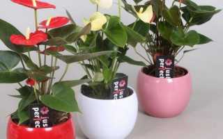 Антуриум Шерцера – 8 правил по уходу за экзотическим цветком