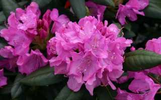 Описание рододендрона сорта Розеум Элеганс, особенности посадки и ухода