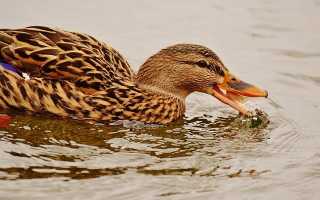 Не кормите уток хлебом! Или к чему приводит неправильная диета у водоплавающих птиц?