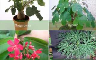 Ятрофа подагрическая, ятрофа рассечённая, выращивание в домашних условиях