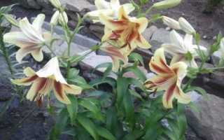 Что можно посадить рядом с тюльпанами?