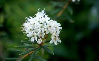 Багульник: где растет, описание с фото, полезные свойства, советы по размножению и уходу