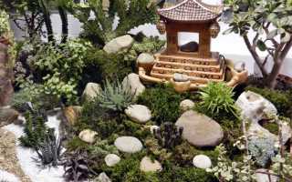 Хавортия купера: характеристика, особенности посадки и ухода в домашних условиях