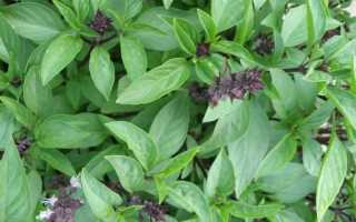 Растение салат: сорта, выращивание, полезные свойства