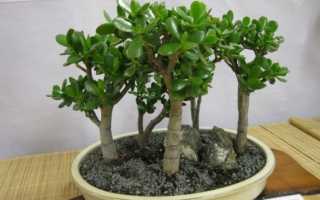 Родина денежного дерева и интересные факты о нем