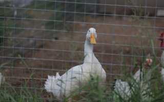Селезни могут удлинить свой пенис, если им понравилась уточка