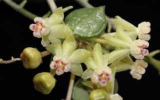 Хойя: виды и сорта, советы по выращиванию в домашних условиях