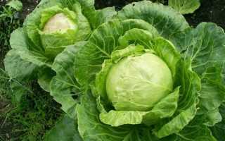 Выращивание белокочанной капусты на Урале в открытом грунте