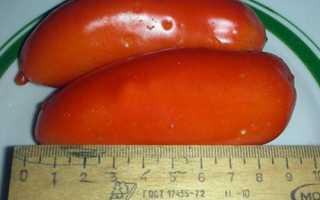 Томат Оранжевый банан: описание сорта, выращивание, отзывы