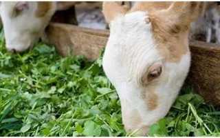 Комбикорм К-62 для телят 0-4 недели 28кг (Раменский)