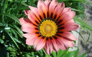 Когда и как сажать гацанию на рассаду в 2021 году, особенности выращивания в домашних условиях, посев в открытый грунт