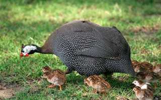 Советы по разведению цесарок: как наладить прибыльный бизнес