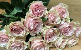 Роза Mondiale (Мондиаль): описание сорта, фото белой, пинк