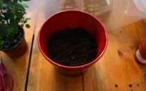 Рассмотрим как правильно организовать уход за комнатным растением – «березка». Ценные советы флористов.