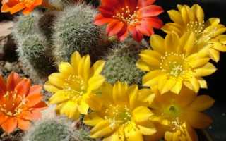 Кактус в доме приметы и суеверия