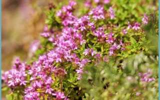 Тимьян: выращивание дома в горшке из семян и черенков в горшке на подоконнике