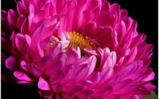 Астра китайская (каллистефус): описание, выращивание и уход