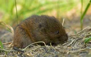 Водяные полёвки: как избавиться от вредителей