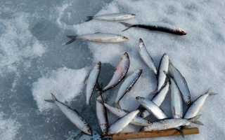 Ряпушка: состав, польза и свойства ряпушки, ряпушка в кулинарии