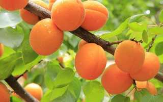 Абрикосы: калорийность