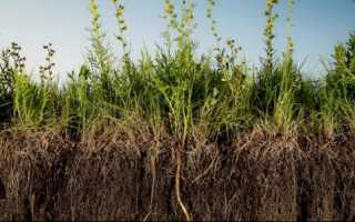 Какие сидераты лучше сеять осенью под огурцы и после их выращивания