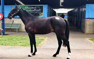 Особенности ганноверской породы лошадей