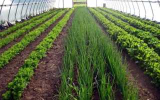 Горе луковое или почему желтеет лук на грядках: основные причины и способы решения проблемы