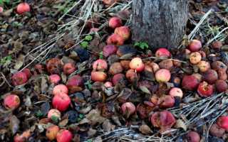 Что нужно делать с деревьями осенью. Осенний уход за плодовыми деревьями, подготовка к будущему году