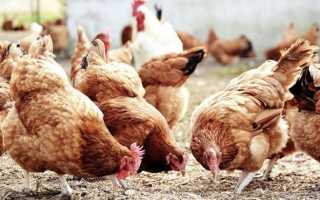 Как прорастить зерно для кур в домашних условиях правильно